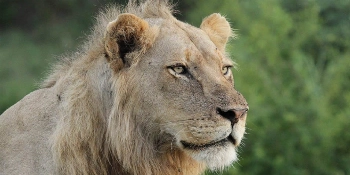 South Africa Small Group Golf Tour Vacation Package Jock Safari Lioness - PerryGolf + Azamara Cruises